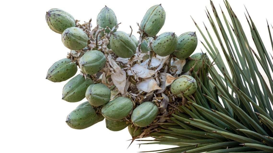 Yucca fuente bioestimulantes